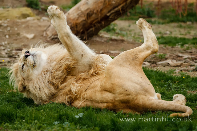 Male white lion Male white lion