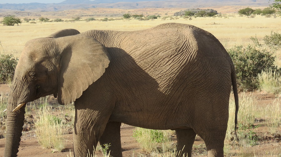 ELEPHANTS NAMIBIE