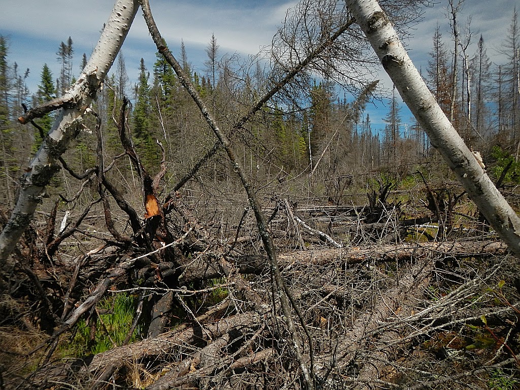 American Grouch Hiking the Boundary Waters Canoe Area Wilderness