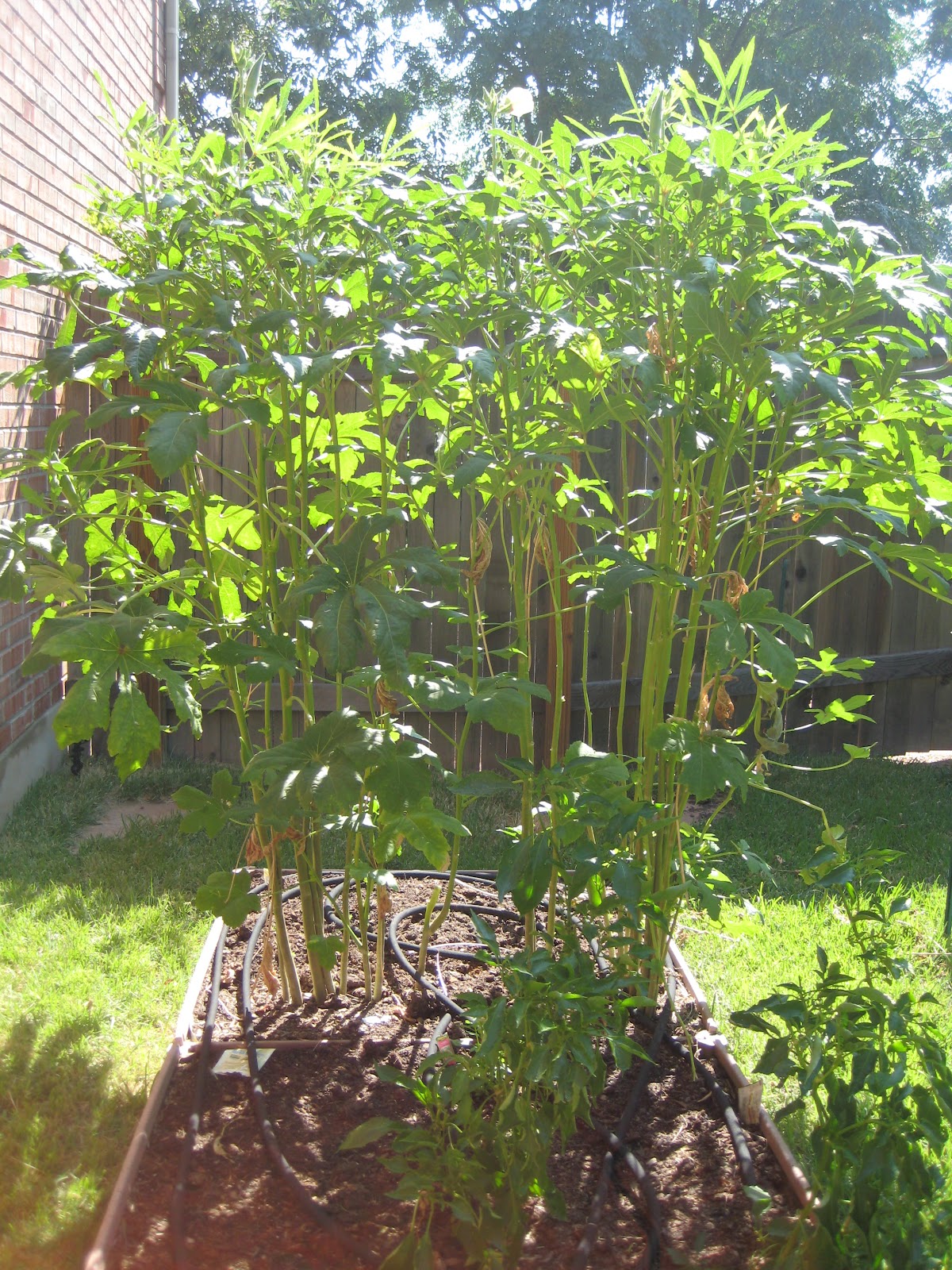 Micah brews. Calily cooks. Stewed Okra and Tomatoes with Shrimp (with