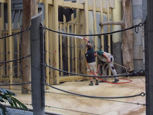 Water washing the African Elephants in their enclosures.