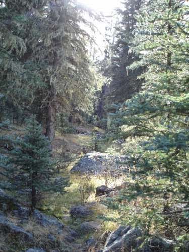 Northwestern Coniferous Forest: Abiotic Factors