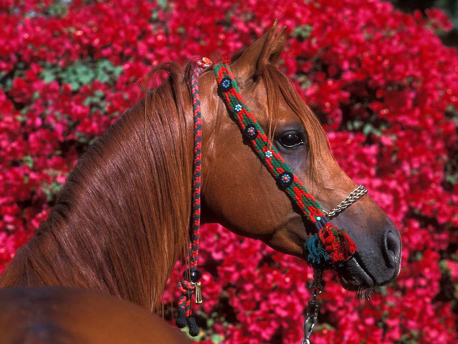 caballos,wallpapers hd,fondos de pantalla,horses