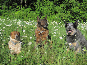 Local Color: Tall Raised Garden Beds for the Yard with Dogs!