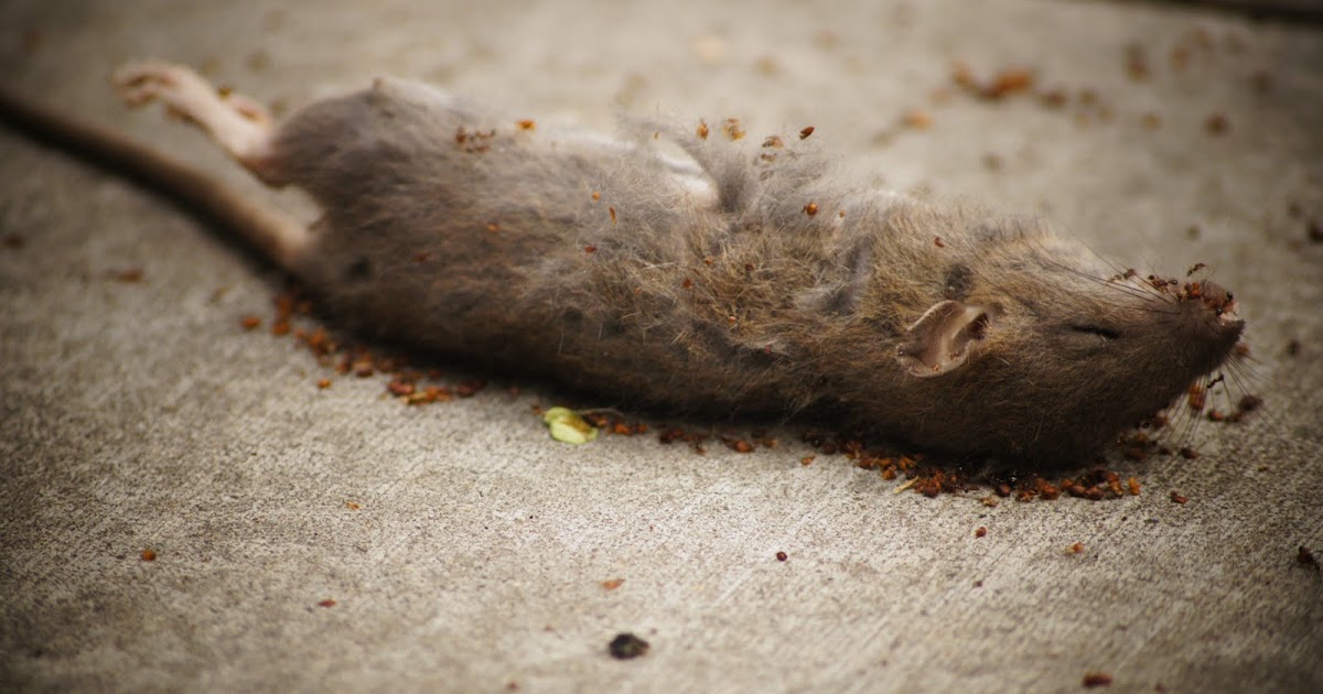 Mice dead on the street stock photo 1 million free pictures