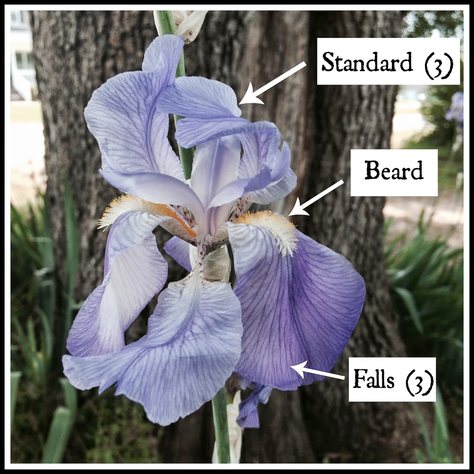 Acorn Hill Academy May 2014