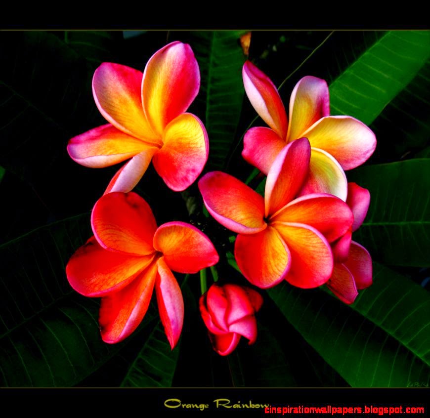 Flickr mad plumerian39s photos taken near Thailand Flowers The Flickr mad plumerian39s photos taken near Thailand Flowers The