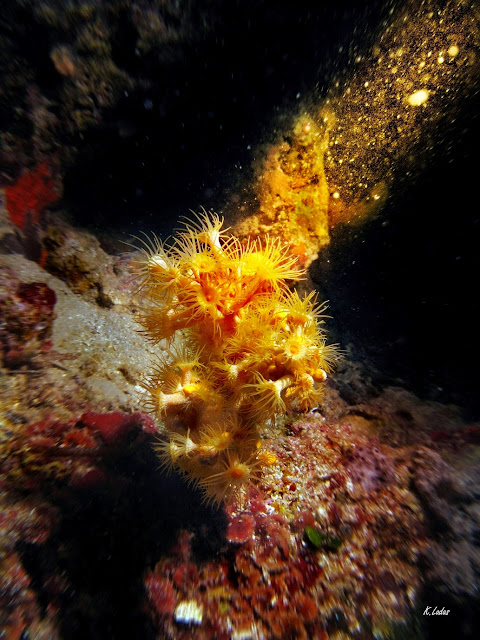 Underwater photo by Kostas Ladas