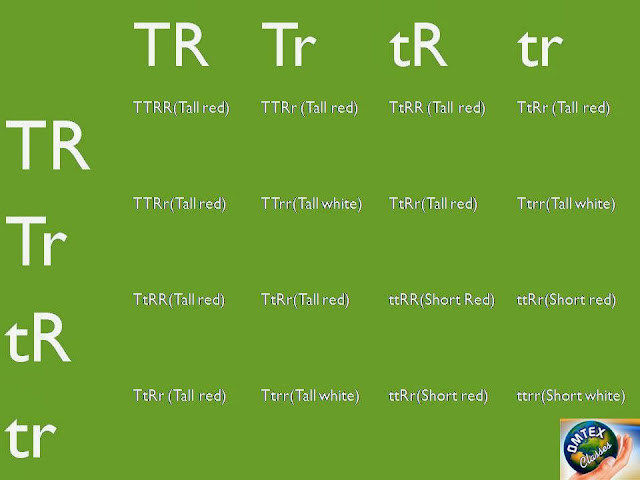 OMTEX CLASSES: With the help of a diagram(Punnett square) show a