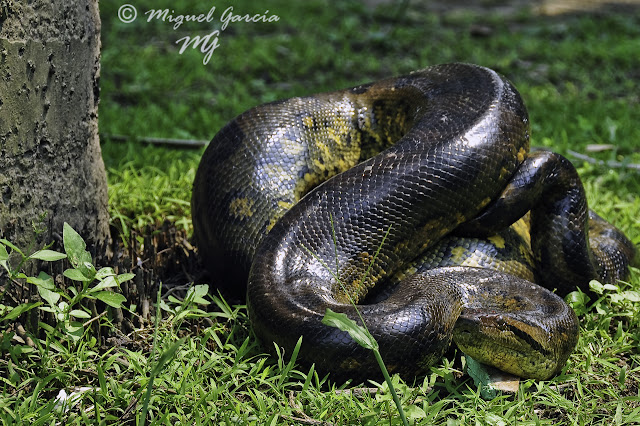 Amazonía Peruana. Anaconda.