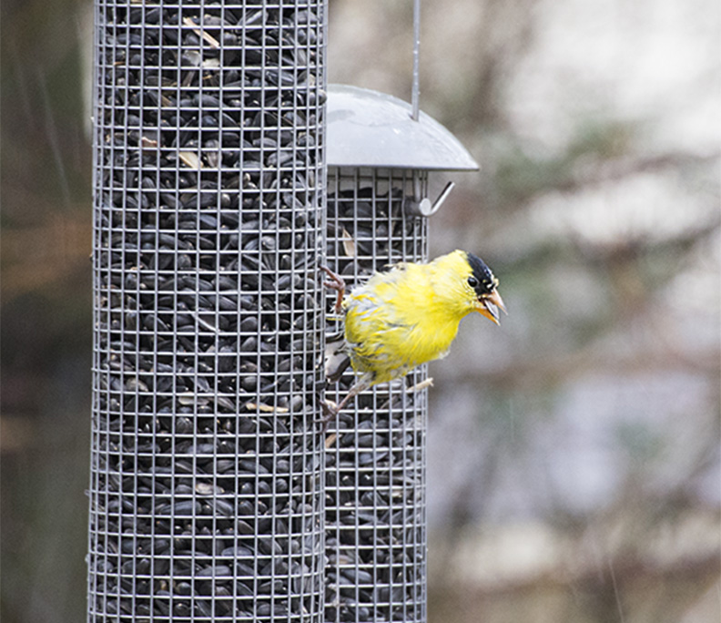 goldfinch