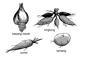 Proses Tumbuhan Hijau Mengolah Makanan - Materi dan Tugas