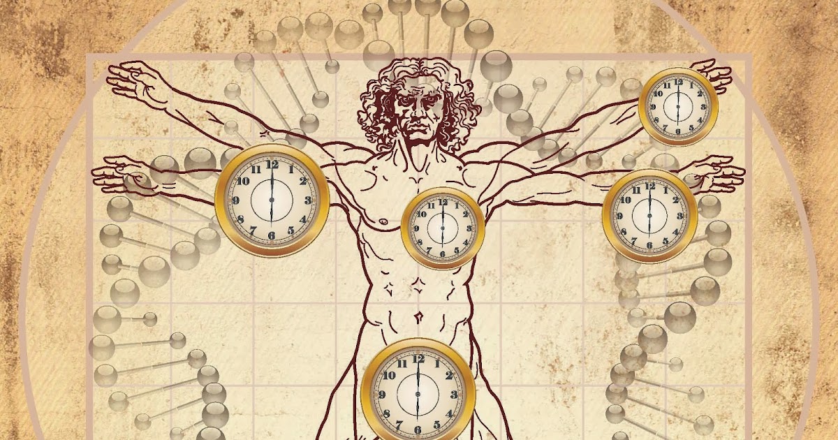 DNA Methylation Provides Accurate Clock To Measure Biological