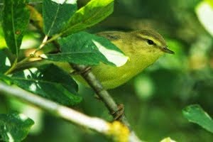 Willow Warbler