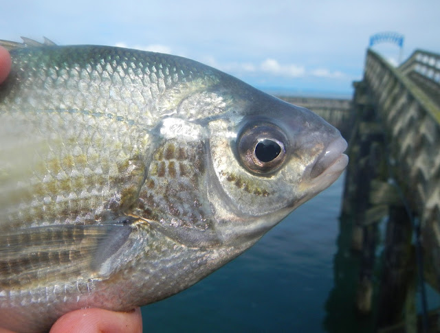 White Surfperch