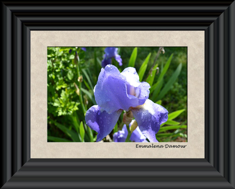 Raindrops on lilac Iris