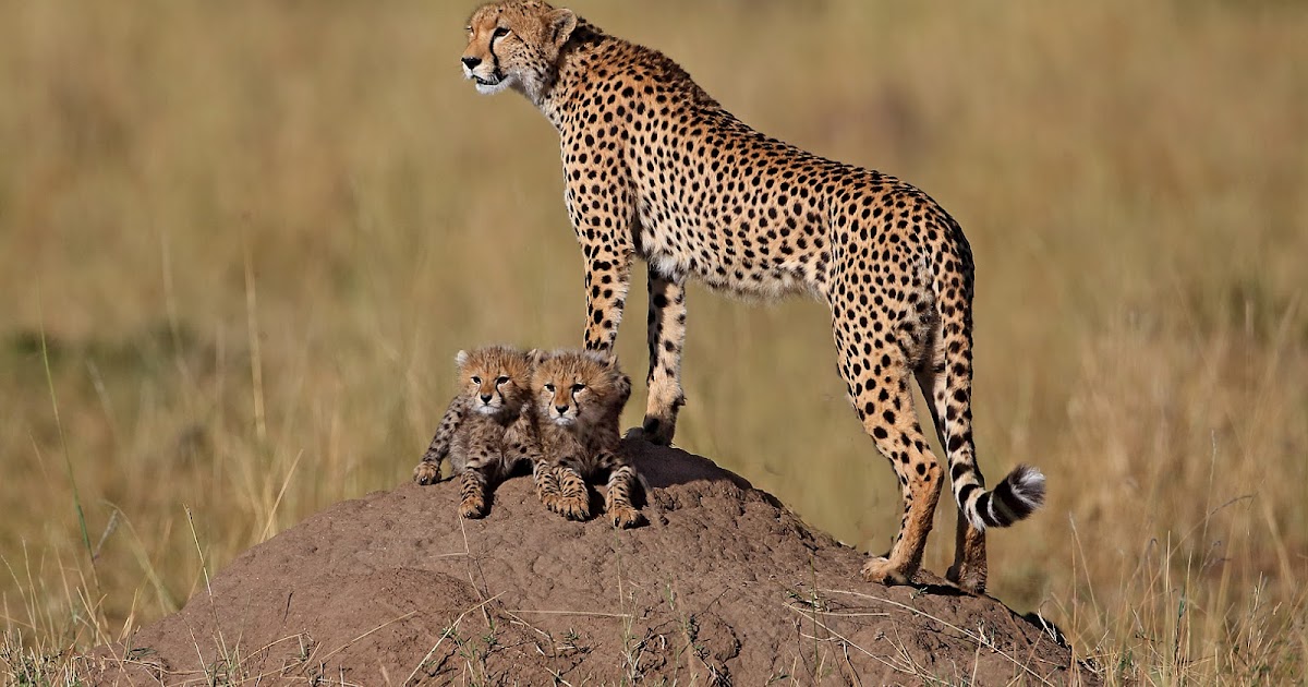 Top Flight Nature Photography Photographing African wildlife with