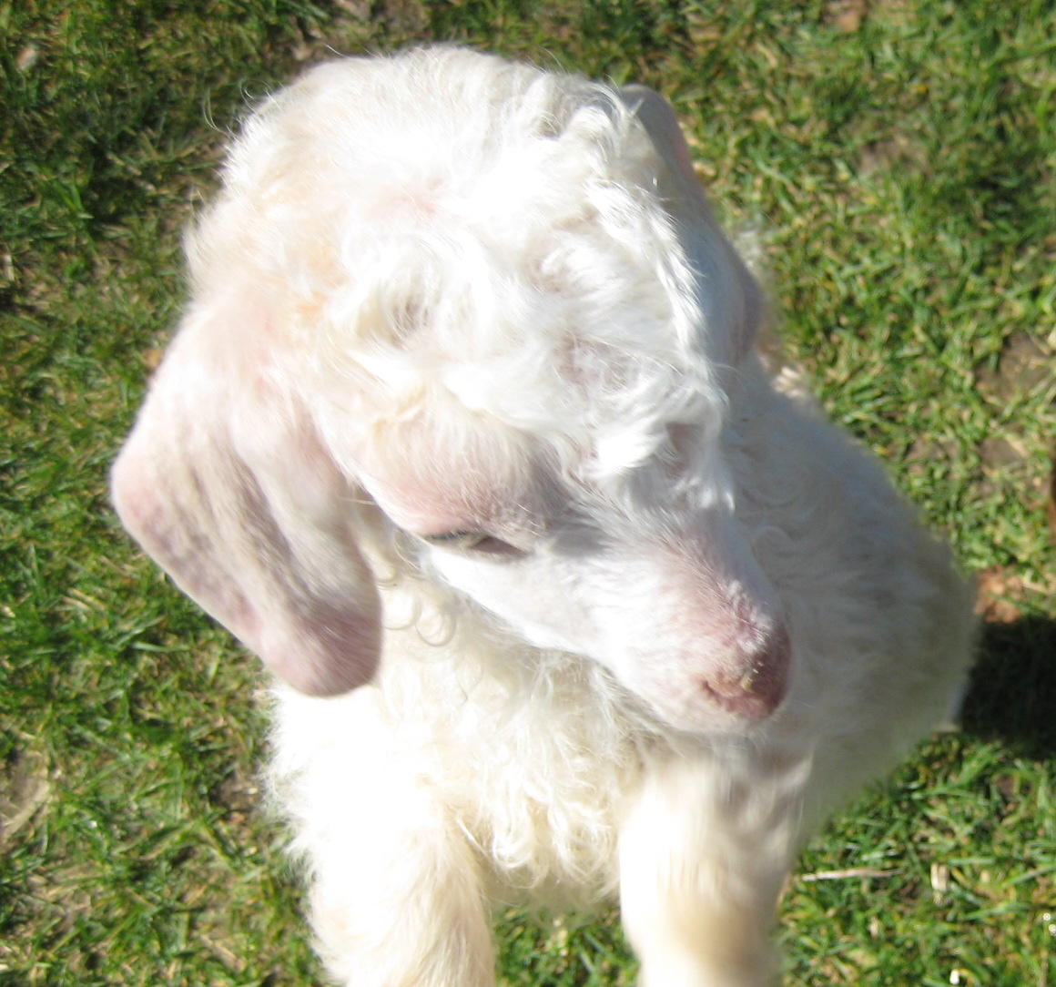 Angora Goat Baby