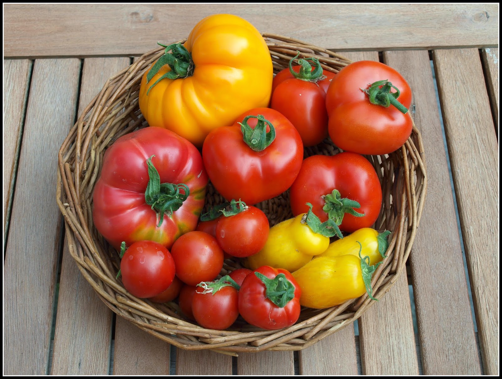 Mark's Veg Plot Tomatoes a harvest at last!