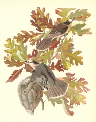 John-James-Audubon-aves-birds-passaros