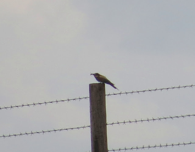 Bee-eater - Cumbria