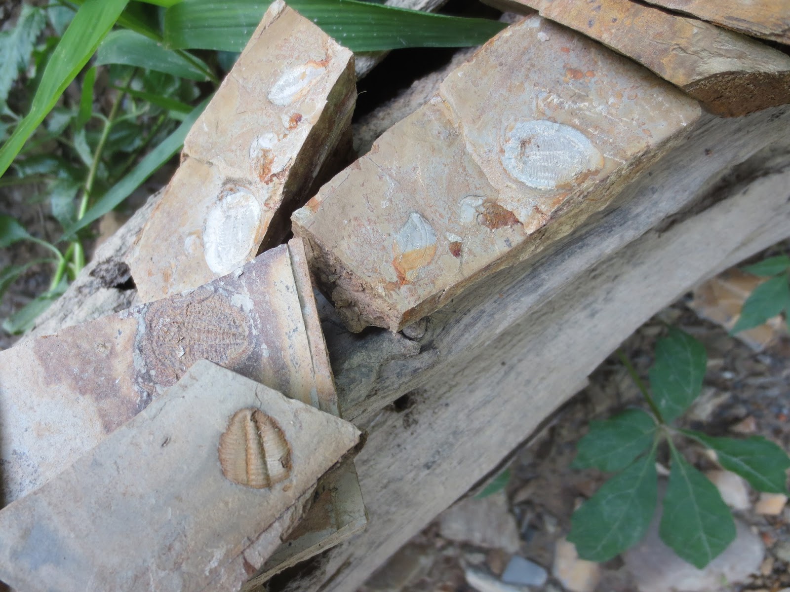 Revelations by a 40Something Mom Fossil Hunting in