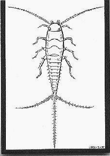 Studio-Hades silverfish