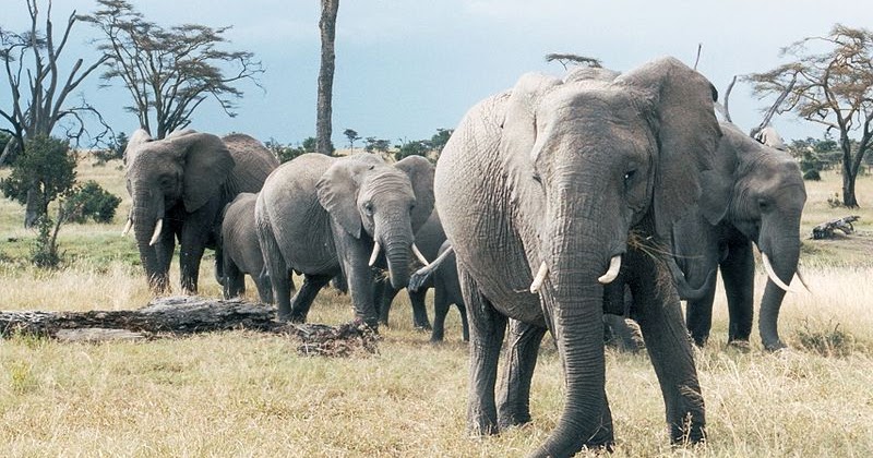 Kopi Hangat: Jenis Jenis Gajah di Dunia