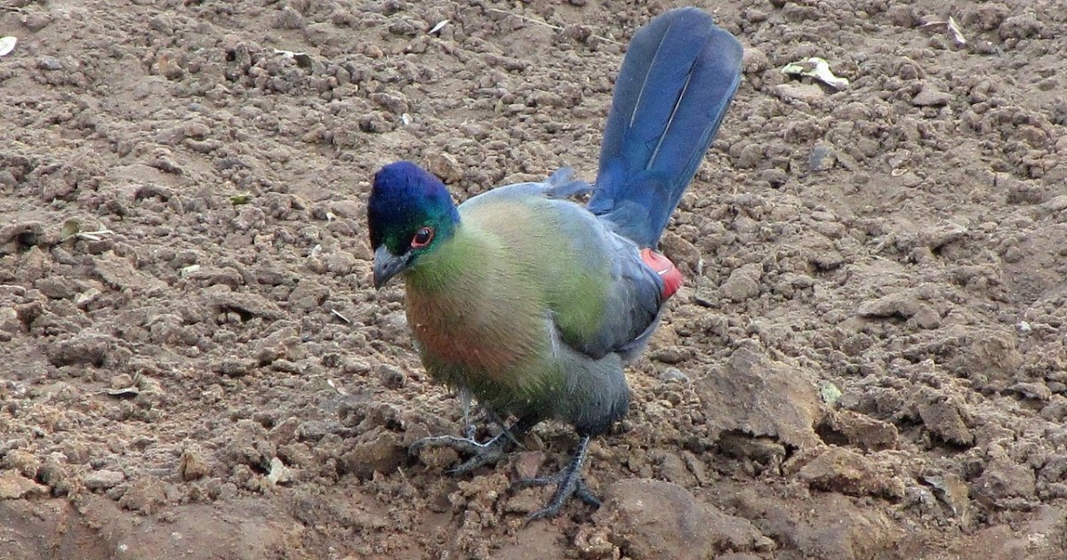 any rescue birds available in the chattanooga area any rescue birds available in the chattanooga area