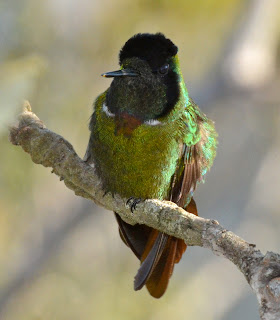 Hooded Visorbearer, Augastes lumachella