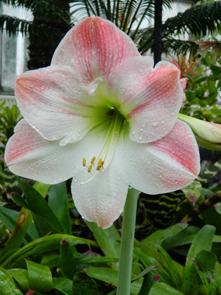 what to do with amaryllis bulb after it blooms uk