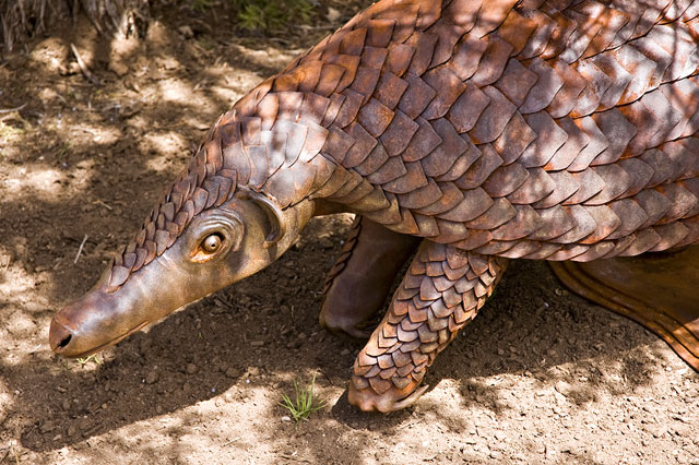 Wildlife of the World Pangolin Animal Facts &amp; Images 2013