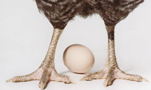Uma teoria da evolução das galinhas