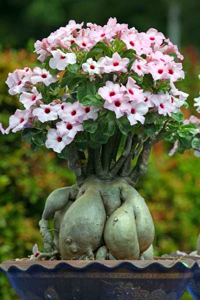 Nama Latin Adenium, Klasifikasi, dan Morfologinya | Nama Latins