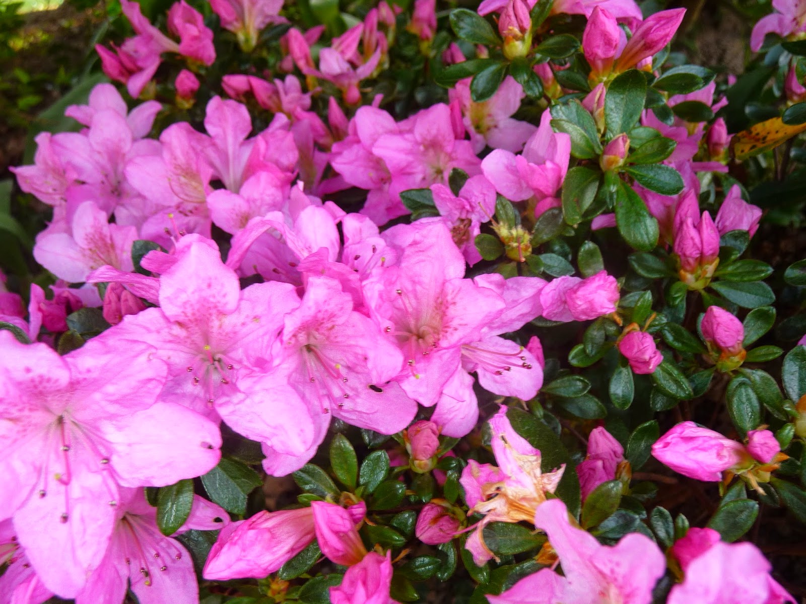 Ma Terre De Bruyere Les Floraisons Du Moment