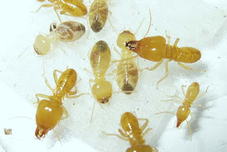 Schedorhinotermes termites