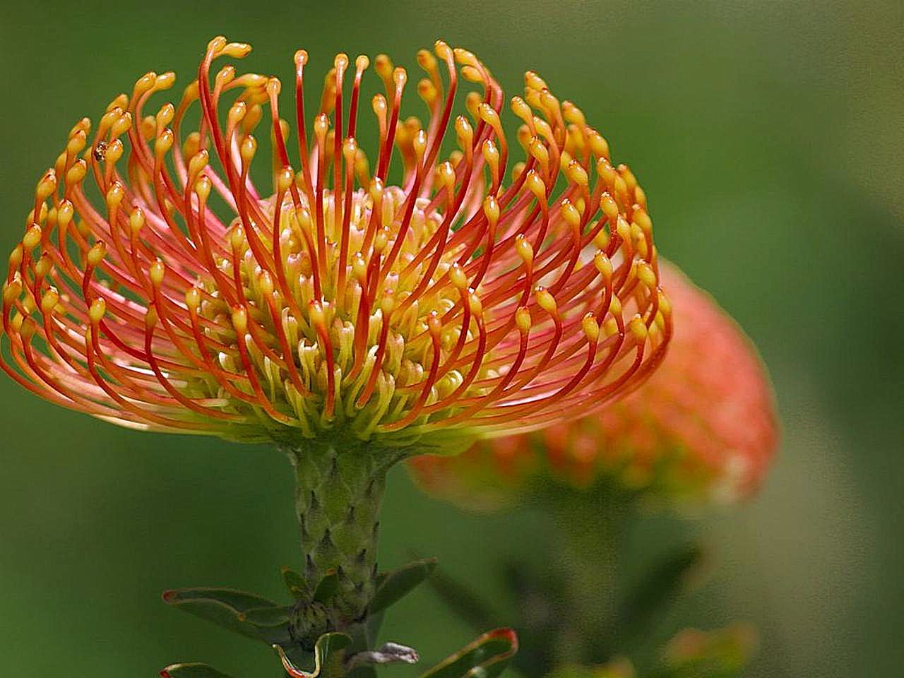 protea flower photos