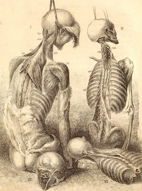 Ernst Haeckel skeletan