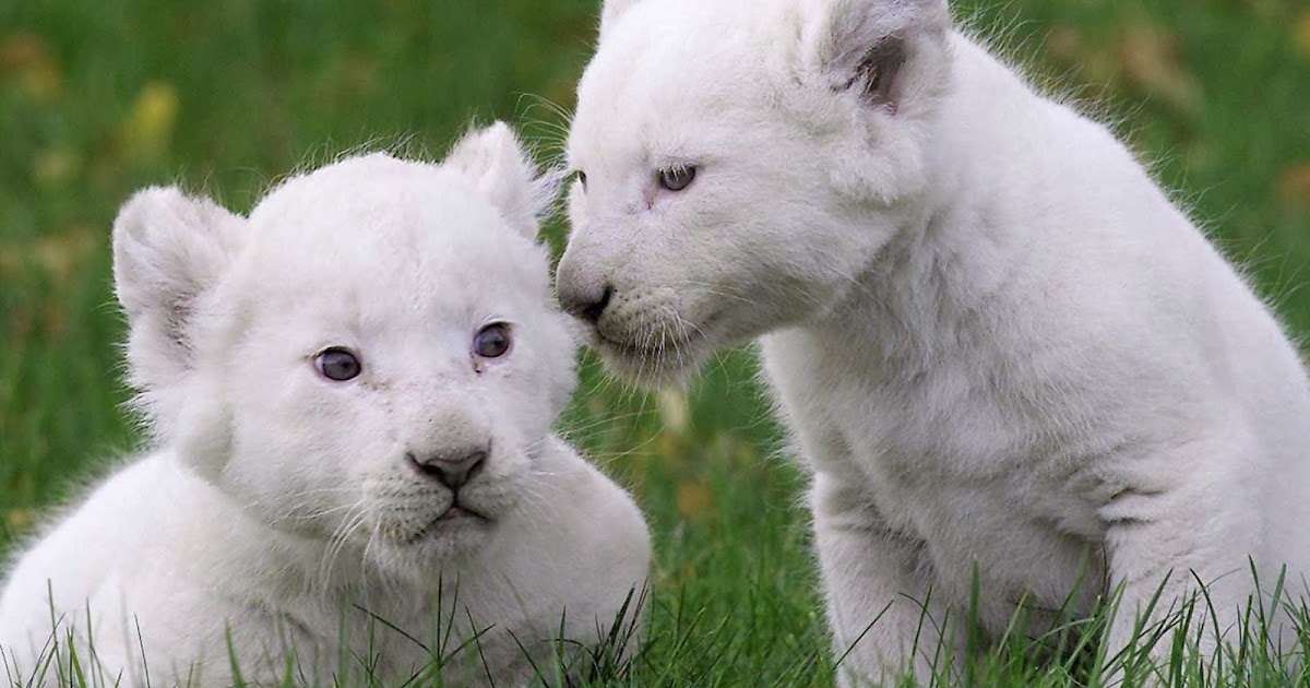 White Baby Lion Pets