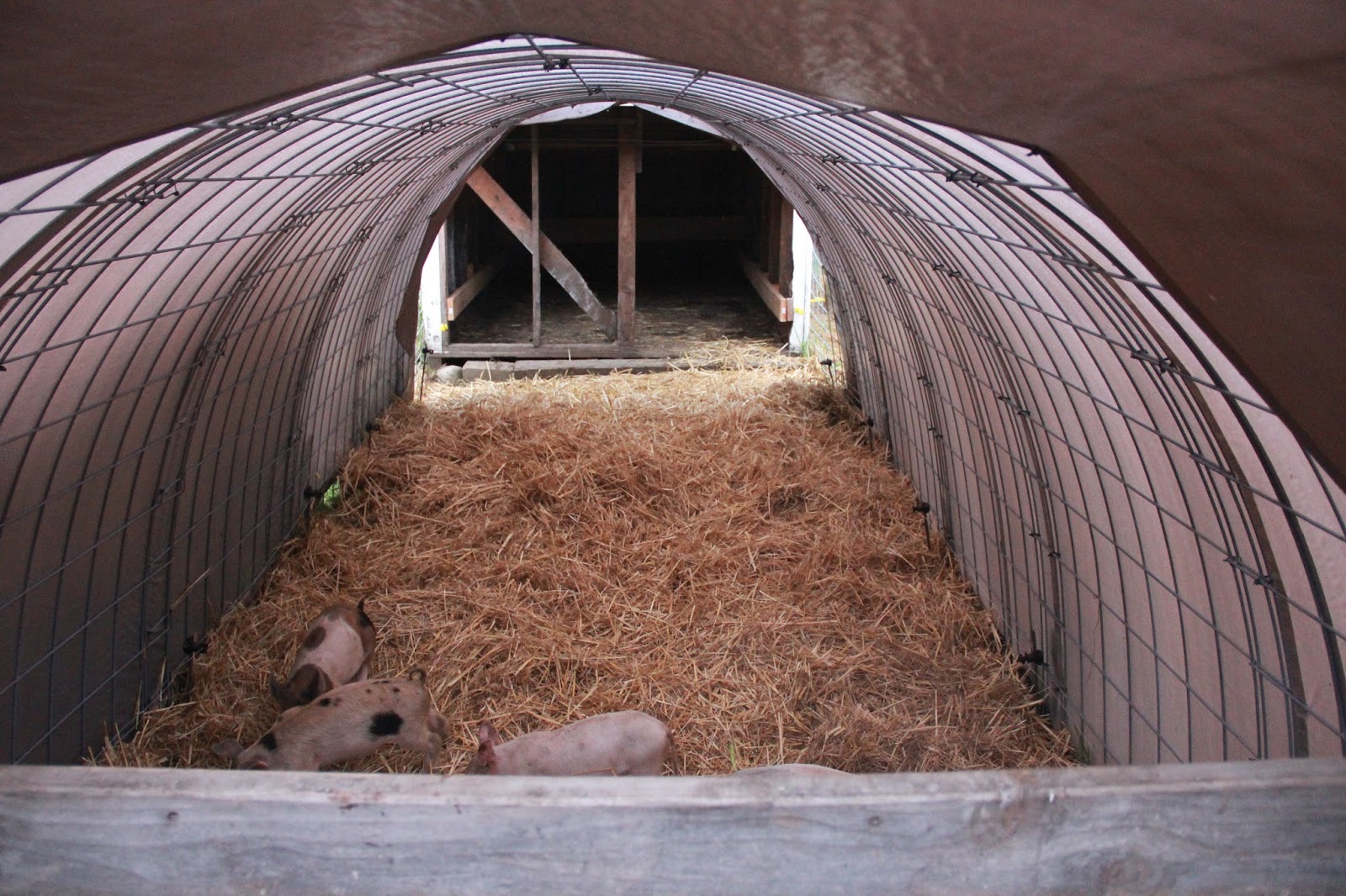 Oracle Farms at Delphi Evolution of the Hoop House / Deep Litter Bedding