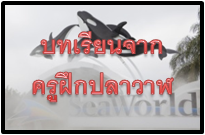 บทเรียนจาก…ครูฝึกปลาวาฬ