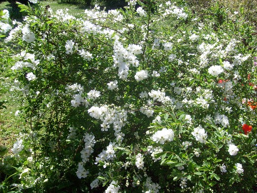 Au Jardin De Gine Buissons En Fleurs