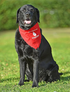 Bramble có thể trông giống như bất kỳ chú chó labrador đen nào, nhưng ít người biết rằng chú chính là “anh hùng” đã cứu sống 104 chú chó khác trong suốt 8 năm qua.
