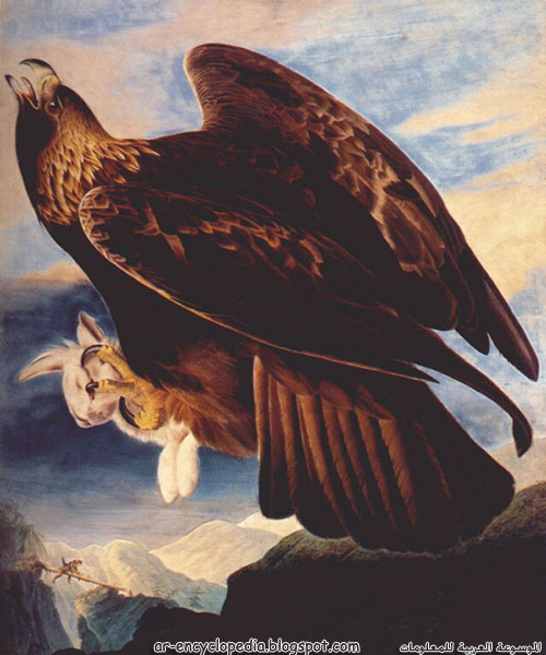 Audubon252C John James Golden Eagle