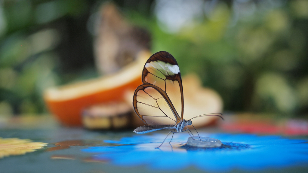 فراشة الأجنحة الزجاجية  Glasswinged+Butterfly+01
