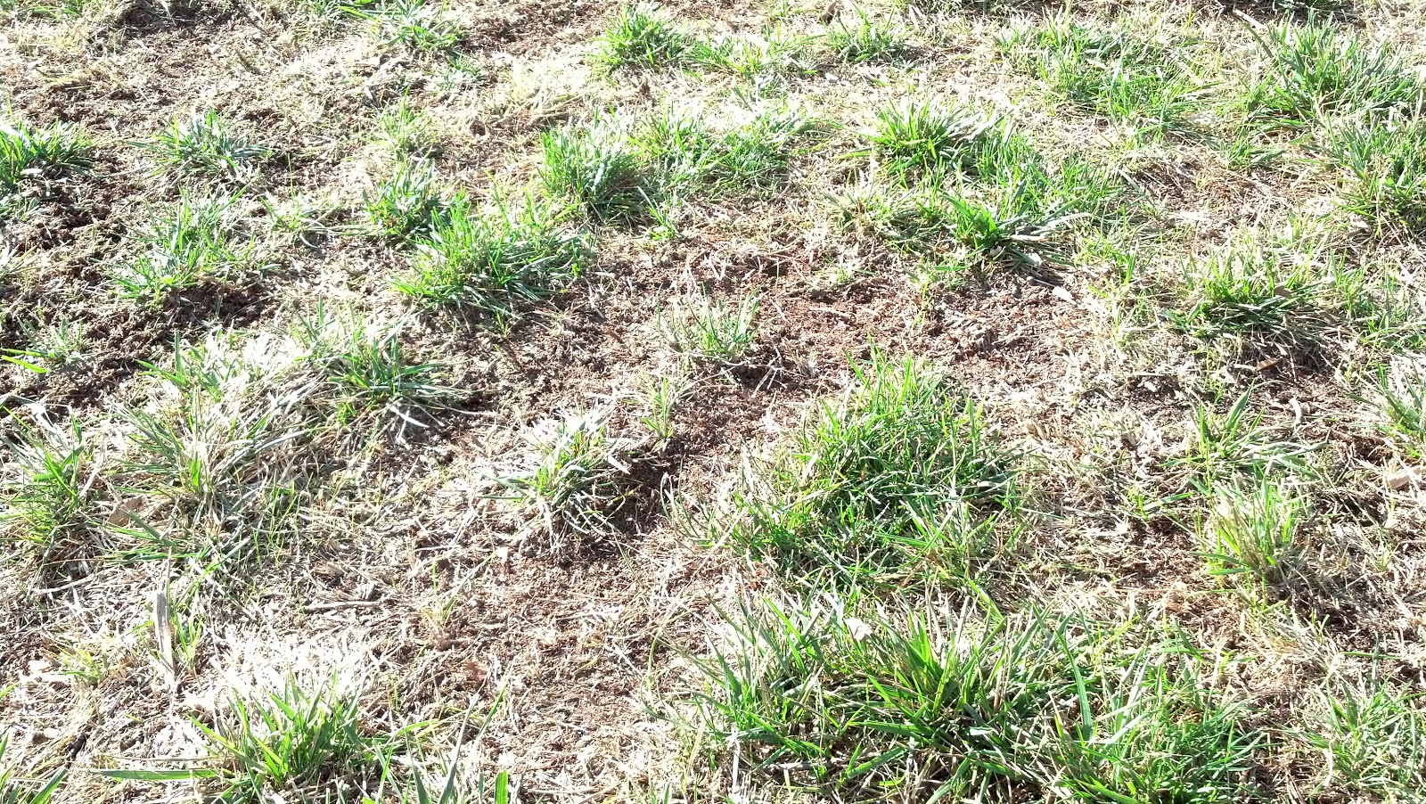 iaTURF REDDISH DISCOLORATION OF ZOYSIAGRASS LAWN