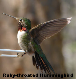hummingbird throated clemson