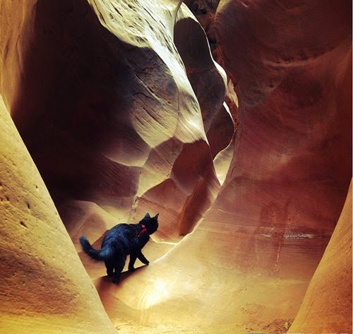 Милли - кошка скалолаз Милли - кошка скалолаз