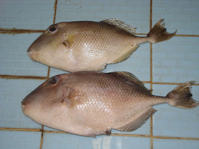 Ikan Ayam