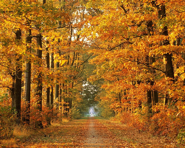 Autumn-pictures-+Wallpaper-Photos-gallery-2011-018